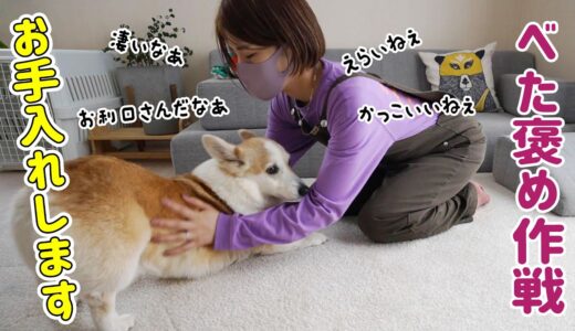 お犬様も色々お手入れがあって大変なのよ！【目薬の続報も】