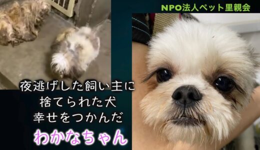 夜逃げした飼い主に捨てられた犬 幸せを掴んだわかなちゃん