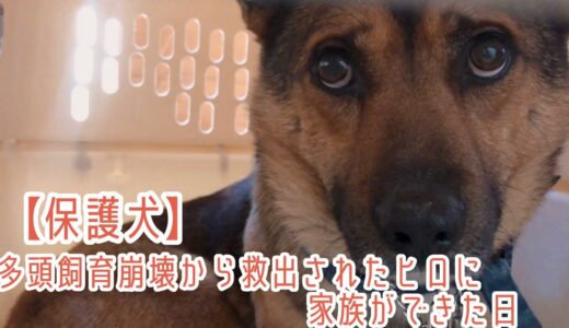 【保護犬&猫預かりvlog】緊急レスキューされた保護犬ヒロに家族が出来た日のvlog