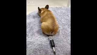 自分のおならの音にビックリして起きる犬