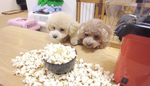 犬の前でポップコーンを作ってみたらガチでパニックになったw