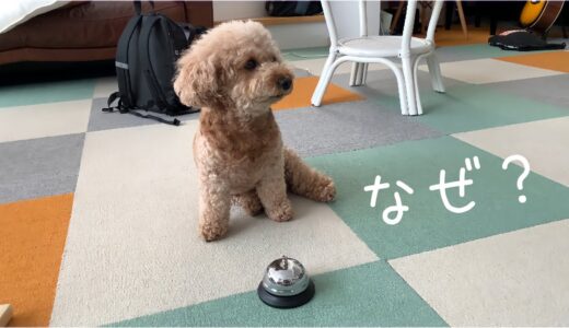 この犬にベルを教えるとこうなります…笑 トイプードル/マルプー