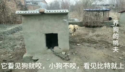 “斗犬之王”比特犬养殖场，小伙刚建好，过了年才上狗