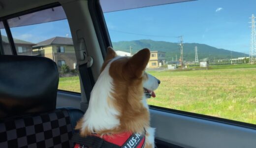 長男を駅で見送る時はちょっとせつないコーギー犬