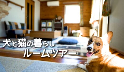 【ルームツアー】犬と猫と北海道で暮らす【コーギー】【マンチカン】