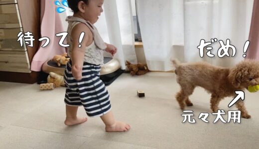 【ぎゅ】犬におもちゃを取られた後の反応がとてもかわいい一歳児🐶 One year old when a dog took a toy