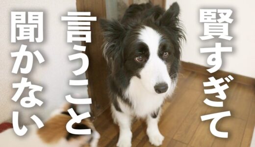 １番賢い犬種だからって飼いやすい訳じゃないんです…