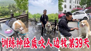 21丨咬人边牧训练第39天：现在进行修复训练，用下意识去对待下意识【犬道APP】