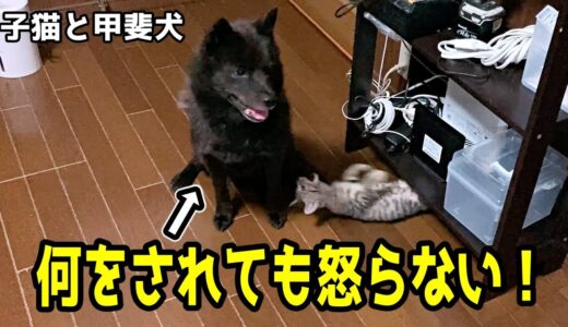 甲斐犬一休、子猫に優しすぎる！毎晩の遊び