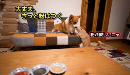 団子に粉をかけるか、不安で仕方ない犬と猫【コーギー】【マンチカン】