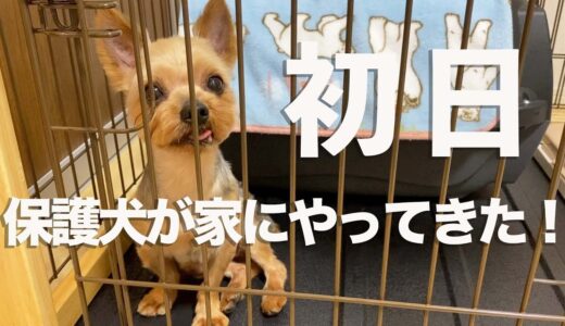 目がまんまるの保護犬ヨーキー、マルコ君が家に来た日【Day1】#保護犬の初日　#里親募集