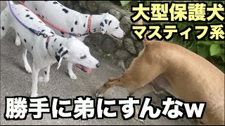 大型マスティフ系保護犬・弟できてん❤︎【103 105日目】