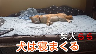 犬は寝まくる