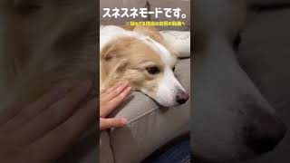 拗ねている犬を一瞬で笑顔にする方法がチートすぎる件。#shorts