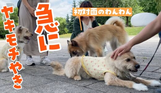 パパが他の犬をかわいがると、すぐに割って入るポテ