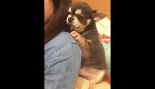 激可愛い犬！飼い主の肩にギュッとしてTVを見るワンコ