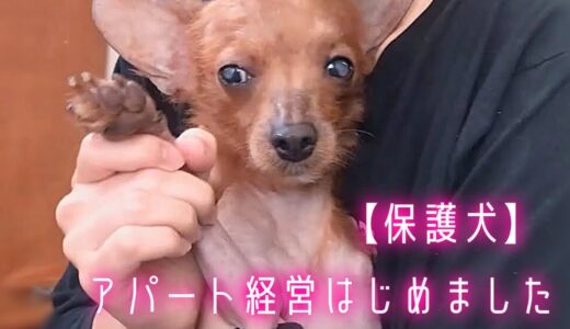 【保護犬&猫預かりvlog】アパート経営始めました♪