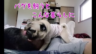 パグとの暮らし超リアルなモーニングルーティン パグ犬ぷぅPug