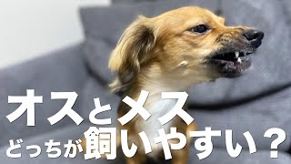 犬はオスとメスどっちが飼いやすいの？