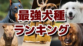 対決!!世界最強犬種ランキング