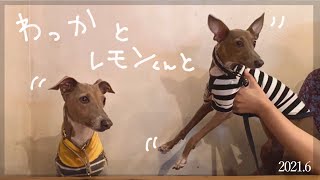 【保護犬レモン君】はじめまして、レモン君