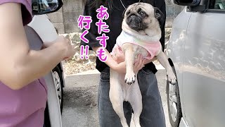 里帰りする母と娘と意地でも別れたくないパグ犬ぷぅPug