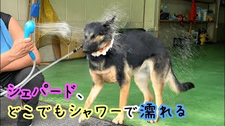 シェパード犬、ポータブルシャワーでびしょ濡れになる【German Shepherd】 My Dog Got Soaked With A Portable Shower!