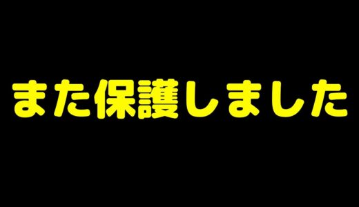 助けて保護しました。ハスキー犬と保護犬トイプードル