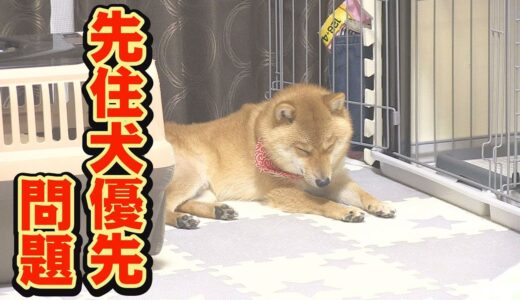 「ボクだけを見て！」先住犬の嫉妬がかわいすぎる♥