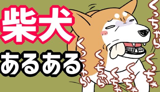 【犬まんが】柴犬と暮らしていると出会う『柴犬あるある』