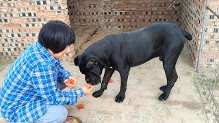 卡斯羅和小惡霸犬，天氣太熱如何解暑，大西瓜管夠吃【劉哥在農村】