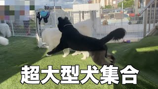 大型犬が大集合しました　打ち合わせのついでにプールで遊んでもらいました