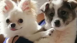 【保護犬】家族が増えました！？【子犬】一期一会！！子犬の出逢い