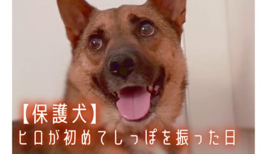 【保護犬&猫預かりvlog】あの困り顔のヒロが、初めてしっぽを振った日