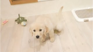 犬動画定番のアノいたずらしたら仕返しにお〇っこしちゃう？ゴールデンレトリバー子犬ティト