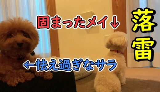 突然の落雷にビックリした犬の様子はこちらです