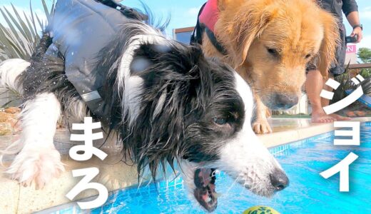 大型犬Youtuber達に頭の良さを見せつけるボーダーコリーがこちら