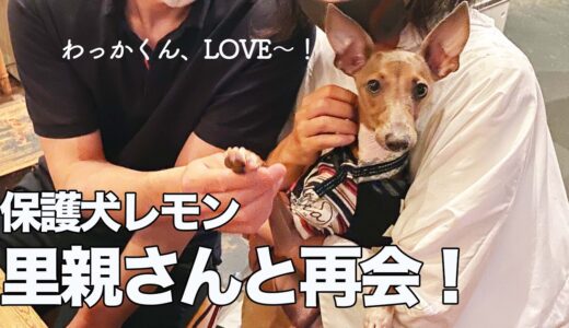 保護犬子犬、里親さんとイタグレ友達と雨のドッグラン【Day62】