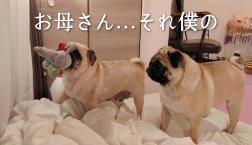 【多頭飼い】気弱だけど先住犬としての頼もしさも見せる心優しい息子パグ