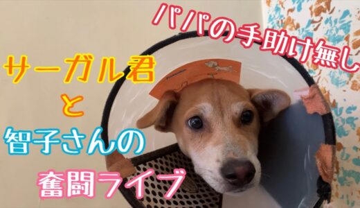 【骨折した２匹の子犬は‼️ネパールから生配信】帰国後を想定した訓練開始💖