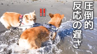 逃げ遅れて、ビチャビチャになった犬【コーギー】【マンチカン】