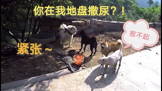 田园犬村霸路遇萨摩耶，二话不说上去就打，阿黄秒怂！