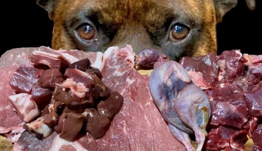 【大食い犬ASMR】メガ盛り生肉を秒で飲み干すだけの動画www