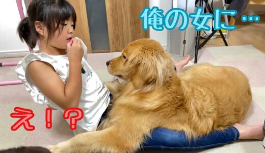 口説くような甘えスタイルへと進化した大型犬がこちら。【ゴールデンレトリバーとミニチュアダックスフンド】