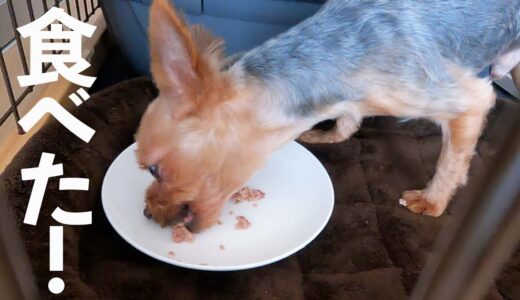 食欲のない保護犬が、ご飯をお代わりした2日目【Day2】