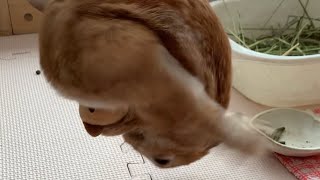 犬にパイルドライバーを決められるうさぎ　#1006