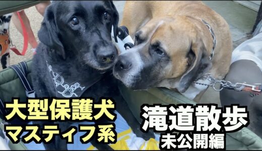 大型マスティフ系保護犬・滝道散歩未公開編【93日目】