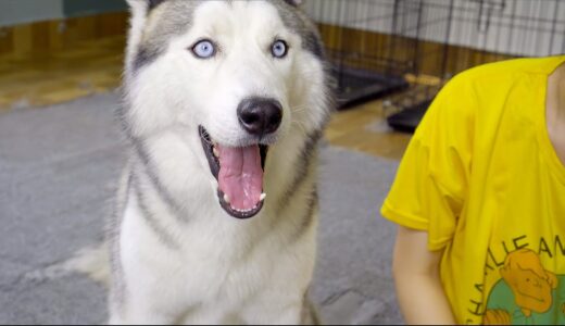 撫でるのをやめると文句を言うハスキー犬と猫・撫でられるのが大好きな犬と猫たち