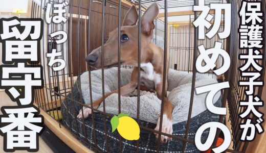 やんちゃな保護犬子犬が、初めて1人ぼっちでお留守番したら・・・【Day55】 #モニタリング