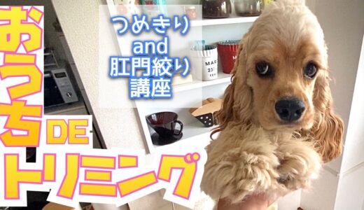 【セルフトリミング】犬の爪切りと肛門絞りのやり方を動物看護師に教えてもらいました。